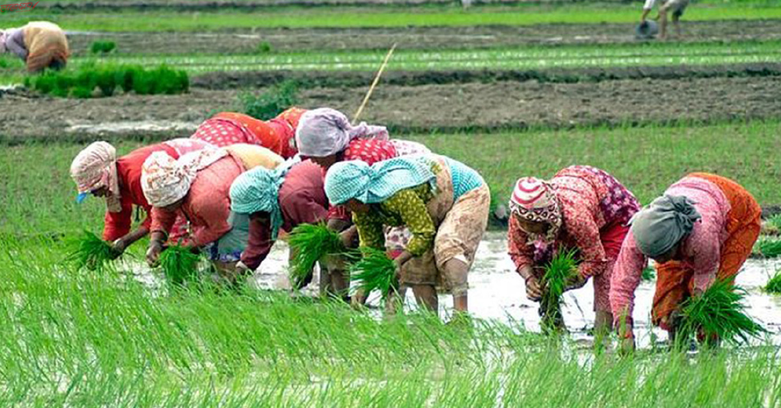 देशभर ९८ प्रतिशत रोपाइँ सम्पन्न