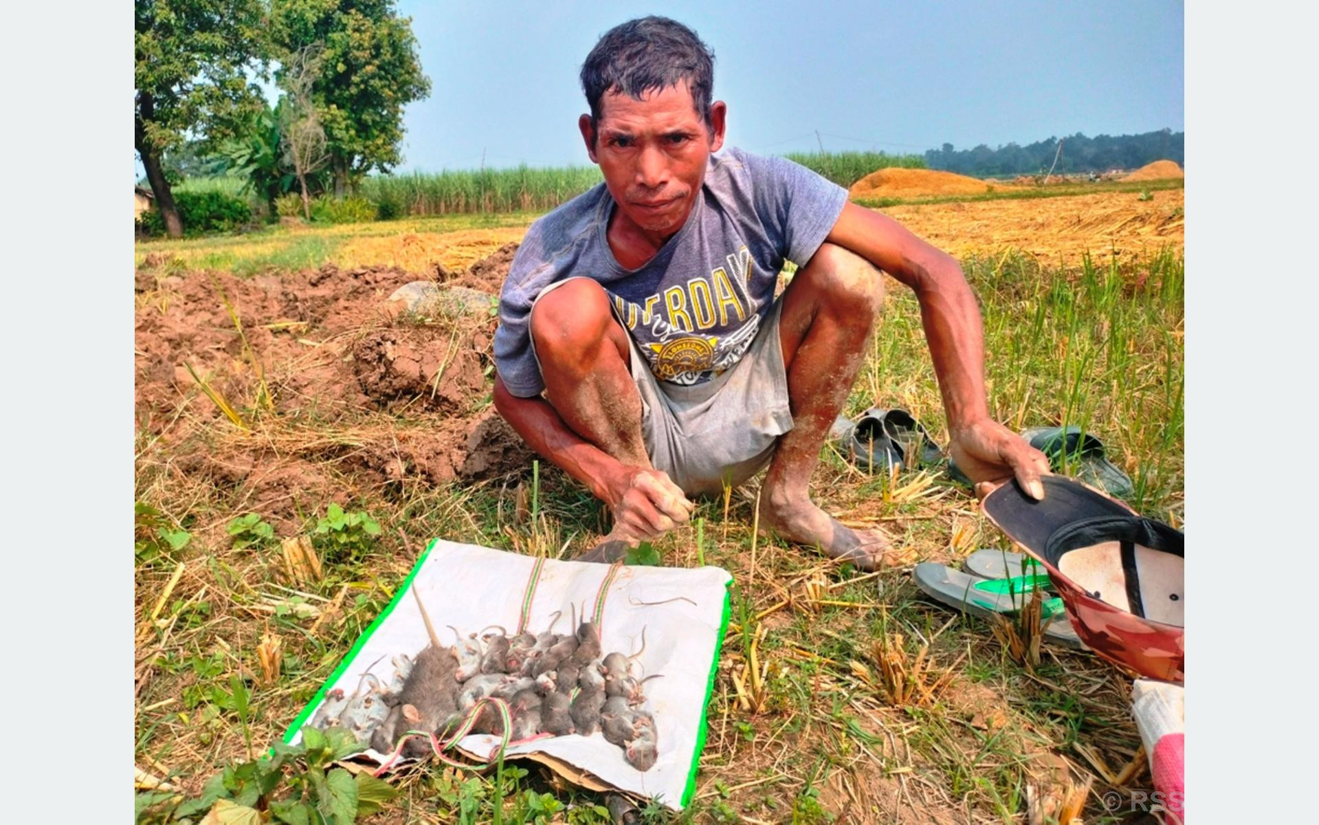 धानबाली भित्र्याएर फुर्सदिला भएका थारू मुसा मार्न व्यस्त