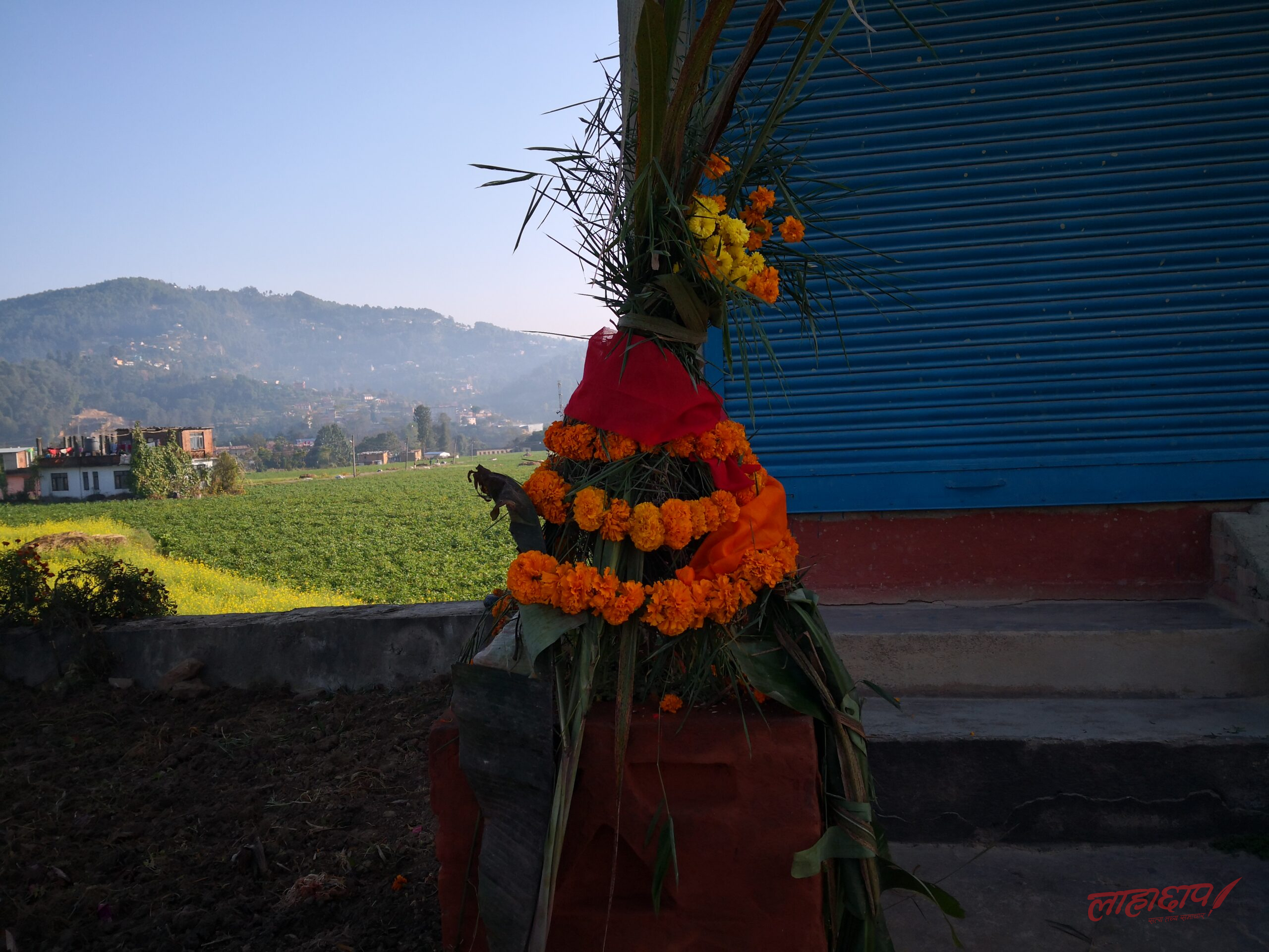 तुलसी र दामोदरको विवाह गरी हरिबोधिनी एकादशी पर्व मनाइँदै