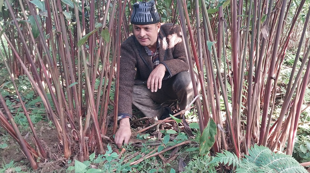 अलैँची खेतीमै रमाएका पूर्व वडाध्यक्षले यस वर्ष ३४ लाख रुपैँया आम्दानी लिँदै