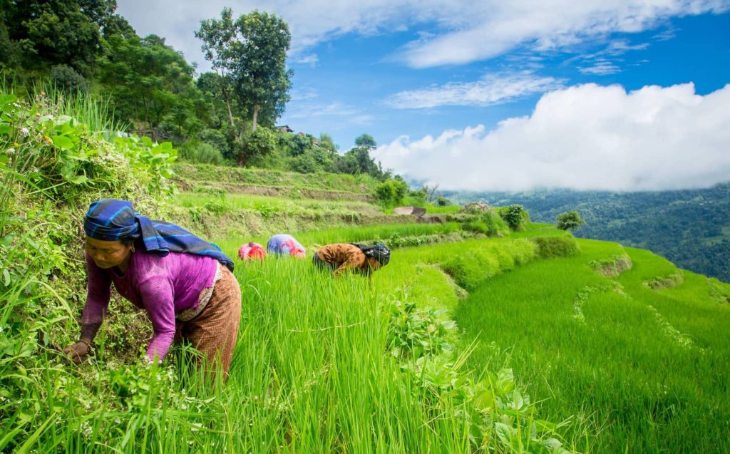 सुदूरपश्चिम प्रदेशः कृषि भूमि घट्दा उत्पादन भने बढ्यो