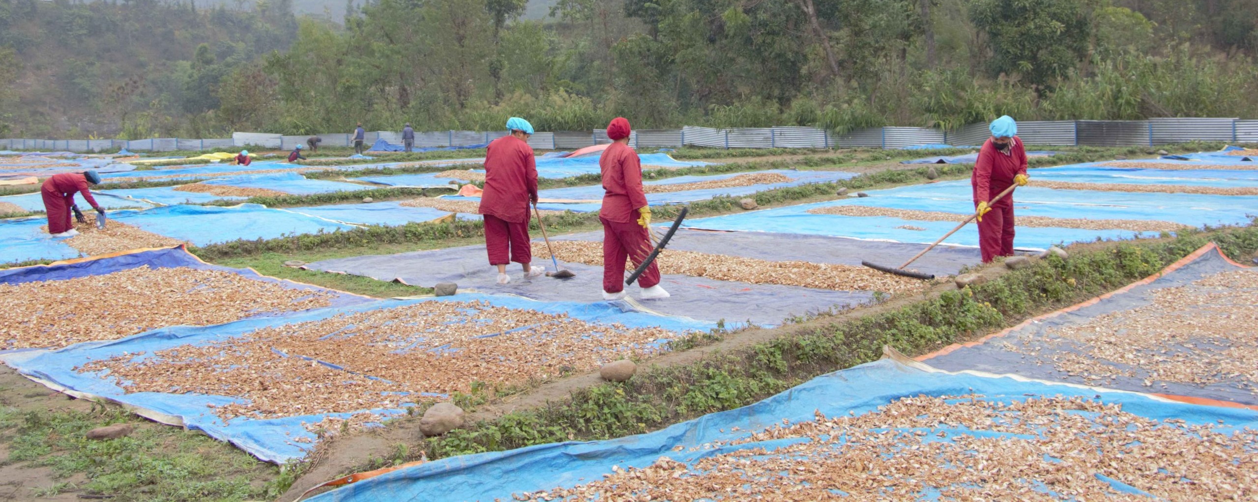 कर्णालीमा उत्पादित अदुवा र बेसार युरोप निर्यात