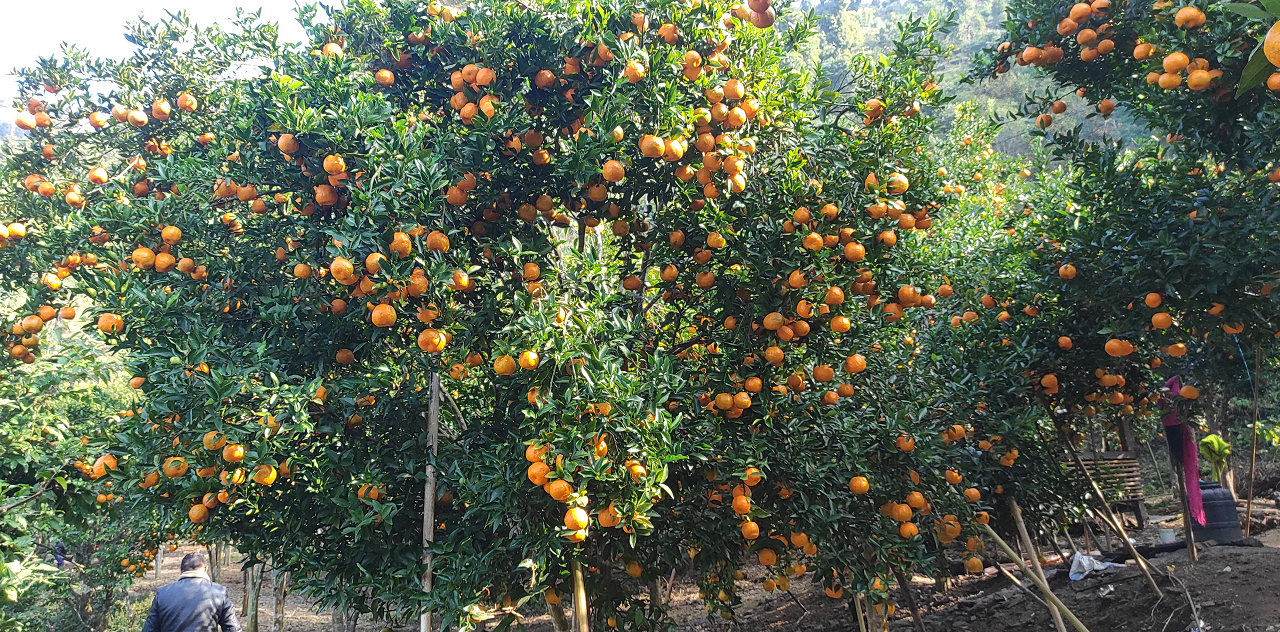 सुन्तलाखेतीमा जलवायु परिवर्तनको प्रभाव