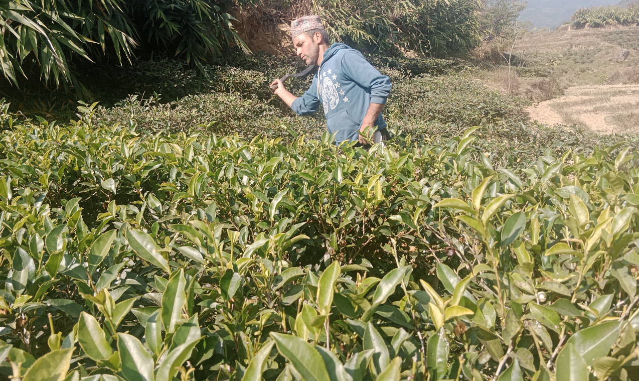 बिहानदेखि साँझसम्मै चियाको बुट्यान काट्न (कटिङ) मा व्यस्त हुन थाले किसानहरु