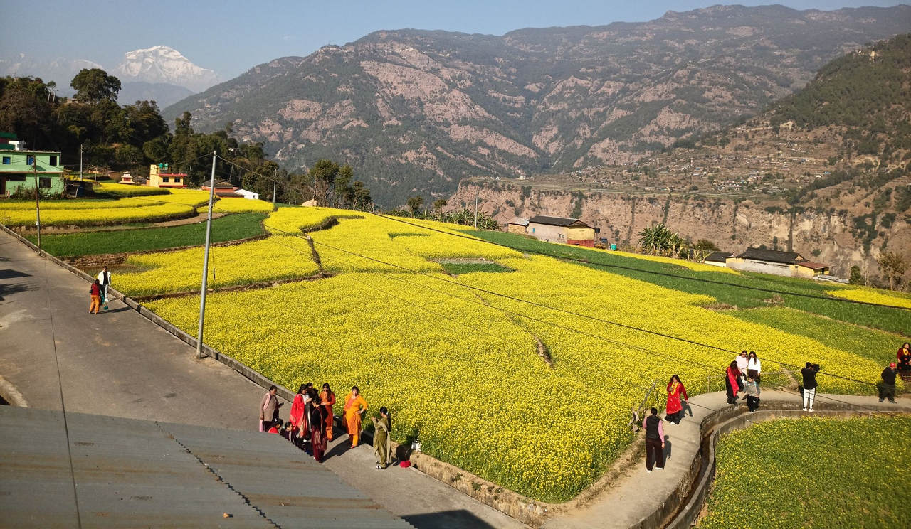 म्याग्दीको रत्नेचौरका तोरीबारीमा टिकटक बनाउने भीड