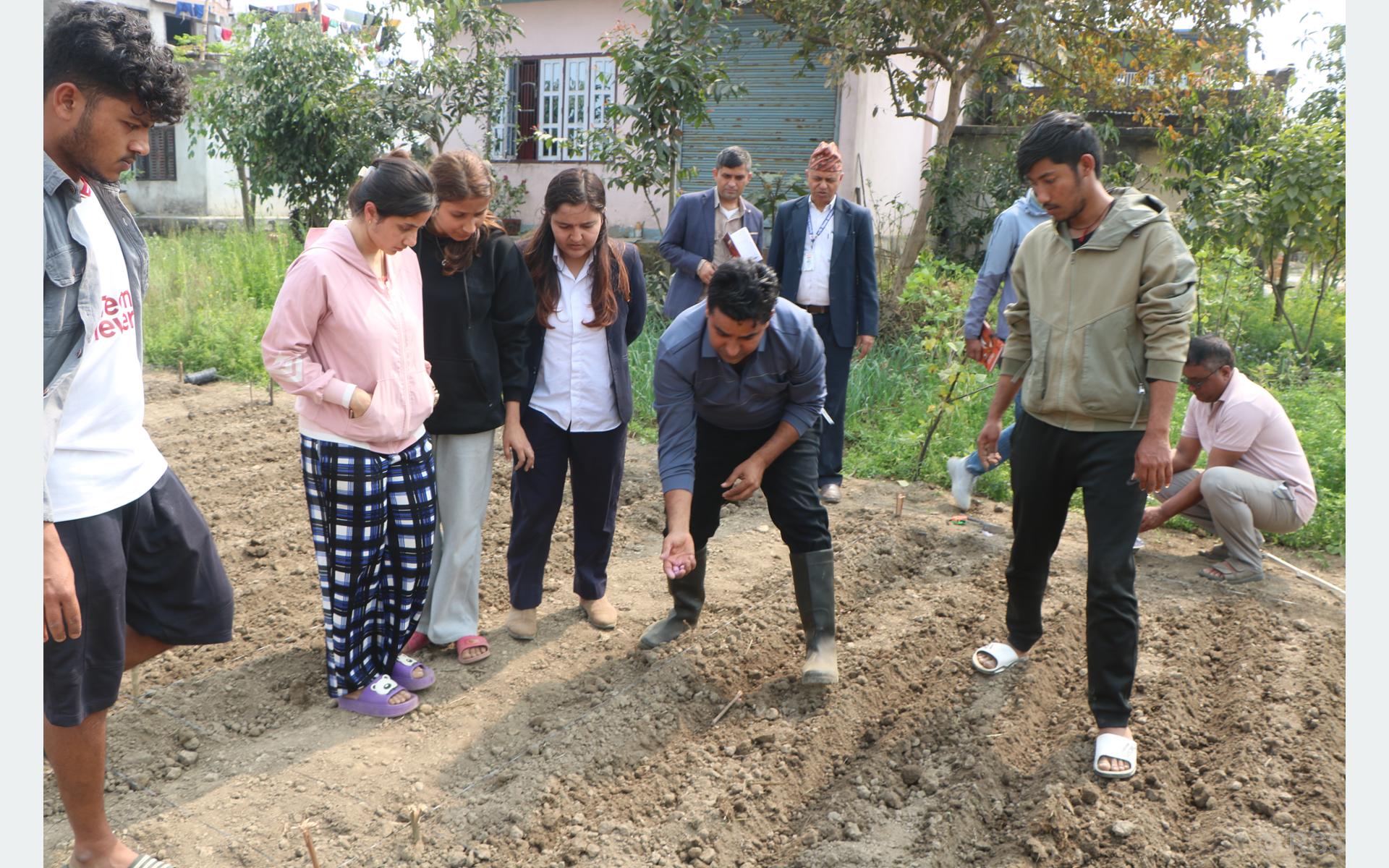 ‘बेबी कर्न’ को जातिय परीक्षण सुरु