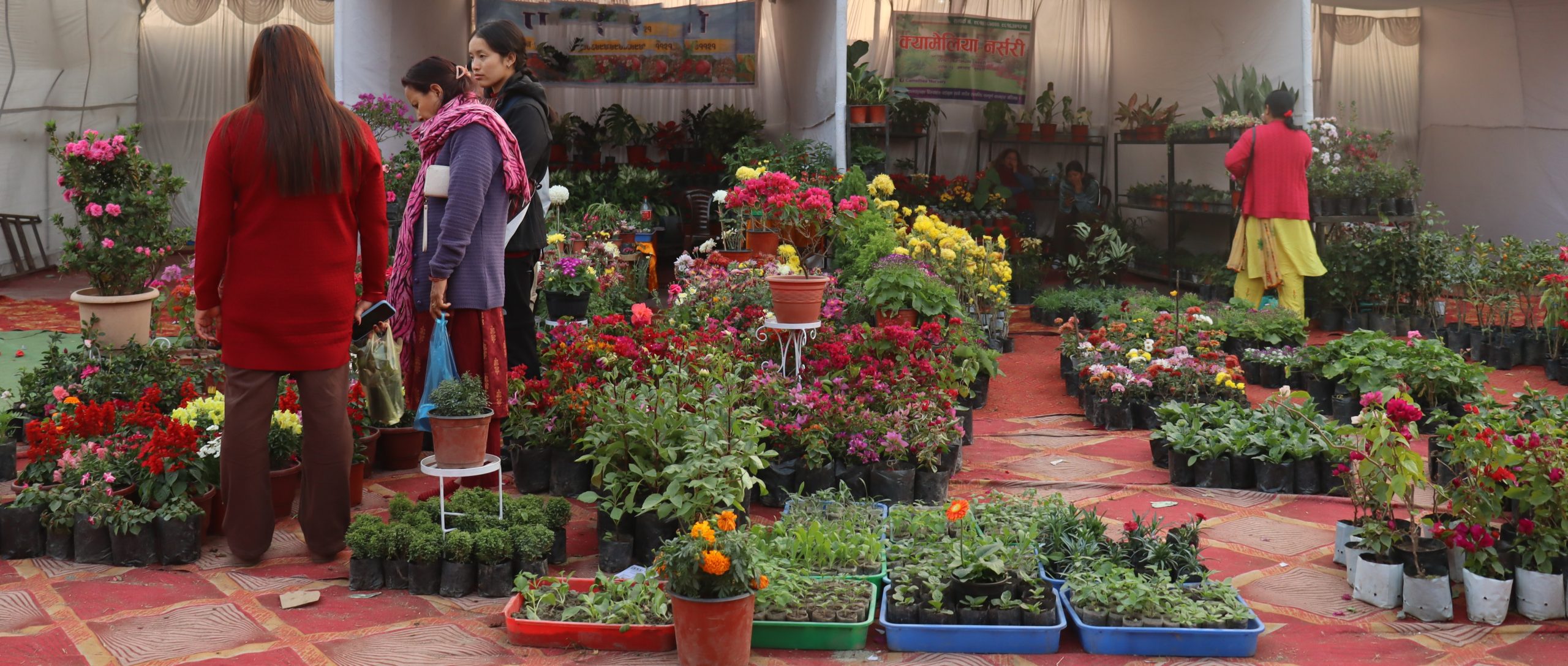 सौखका लागि रोपेको फूल बन्यो आम्दानीको स्रोत