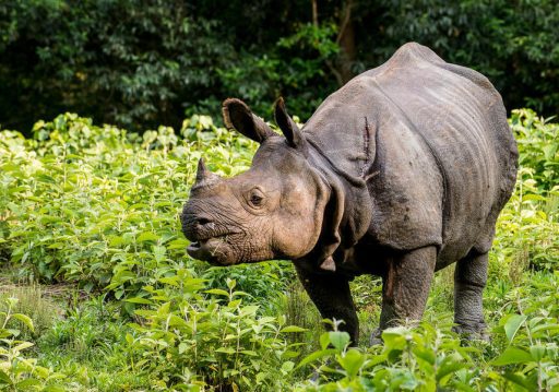 चितवन राष्ट्रिय निकुञ्जमा आजदेखि गैँडा आन्तरिक स्थानान्तरण गरिँदै