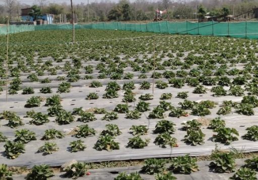 उत्पादन एवं उत्पादकत्व वृद्धि गराउन ‘कृषिमा आधुनिकीकरण: अर्थतन्त्रमा रुपान्तरण’