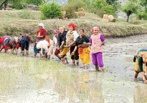 जुम्लाका किसानलाई मार्सी धान रोप्न भ्याइ नभ्याइ