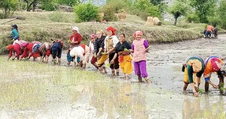 जुम्लाका किसानलाई मार्सी धान रोप्न भ्याइ नभ्याइ