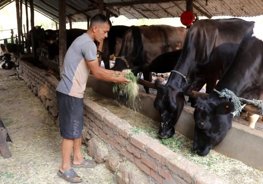 गाईपालन व्यवसायबाट मासिक एकलाख आम्दानी