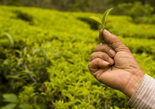 चिया निर्यात ४६ प्रतिशतले वृद्धि