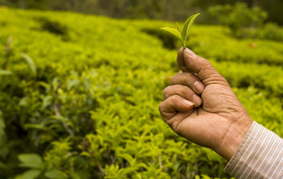 चिया निर्यात ४६ प्रतिशतले वृद्धि