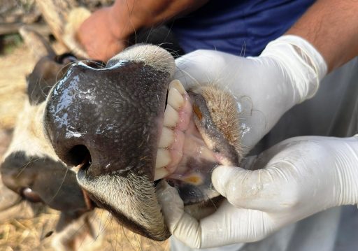 चौपायामा खोरेतरोग सार्ने ‘सेरोटाइप ए’ भाइरस फेला