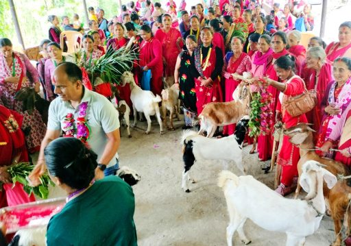 बाख्रापालनले जीविकोपार्जनमा सहज