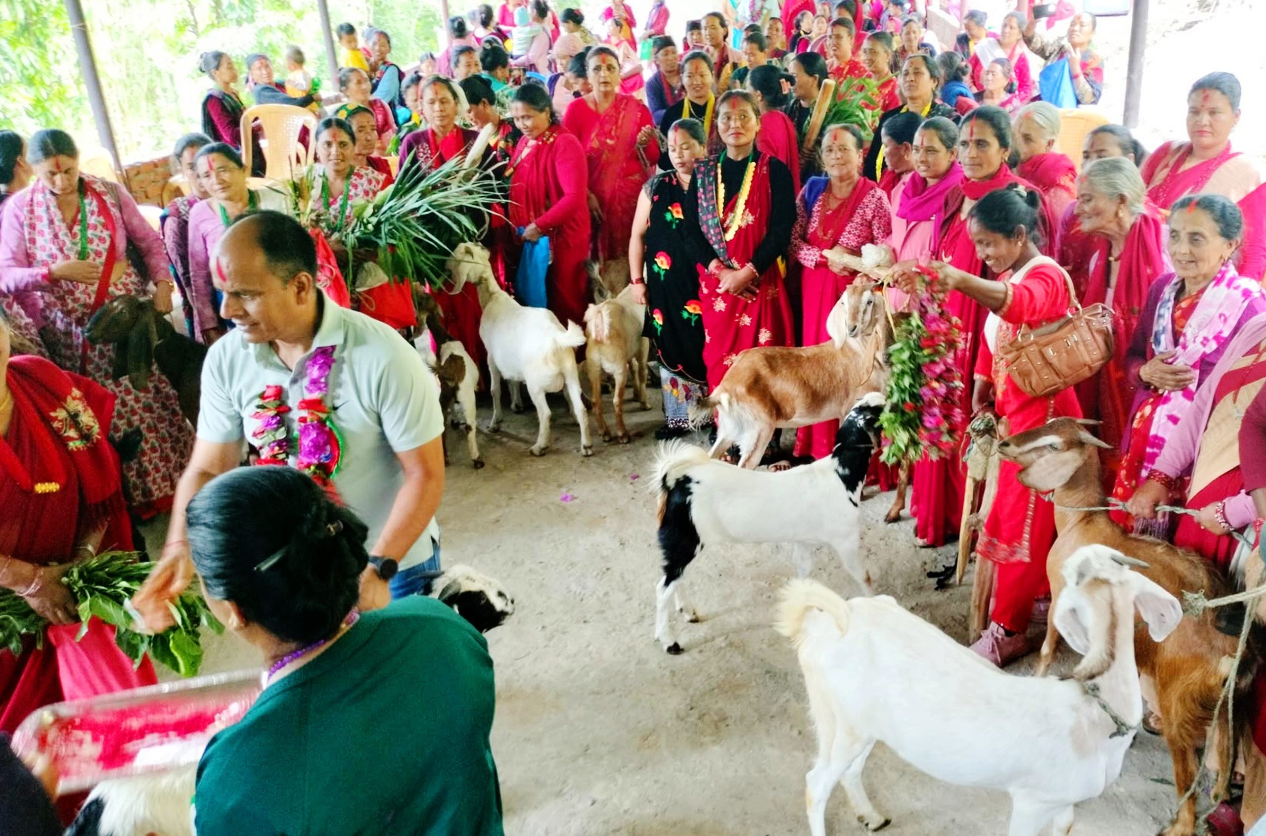 बाख्रापालनले जीविकोपार्जनमा सहज