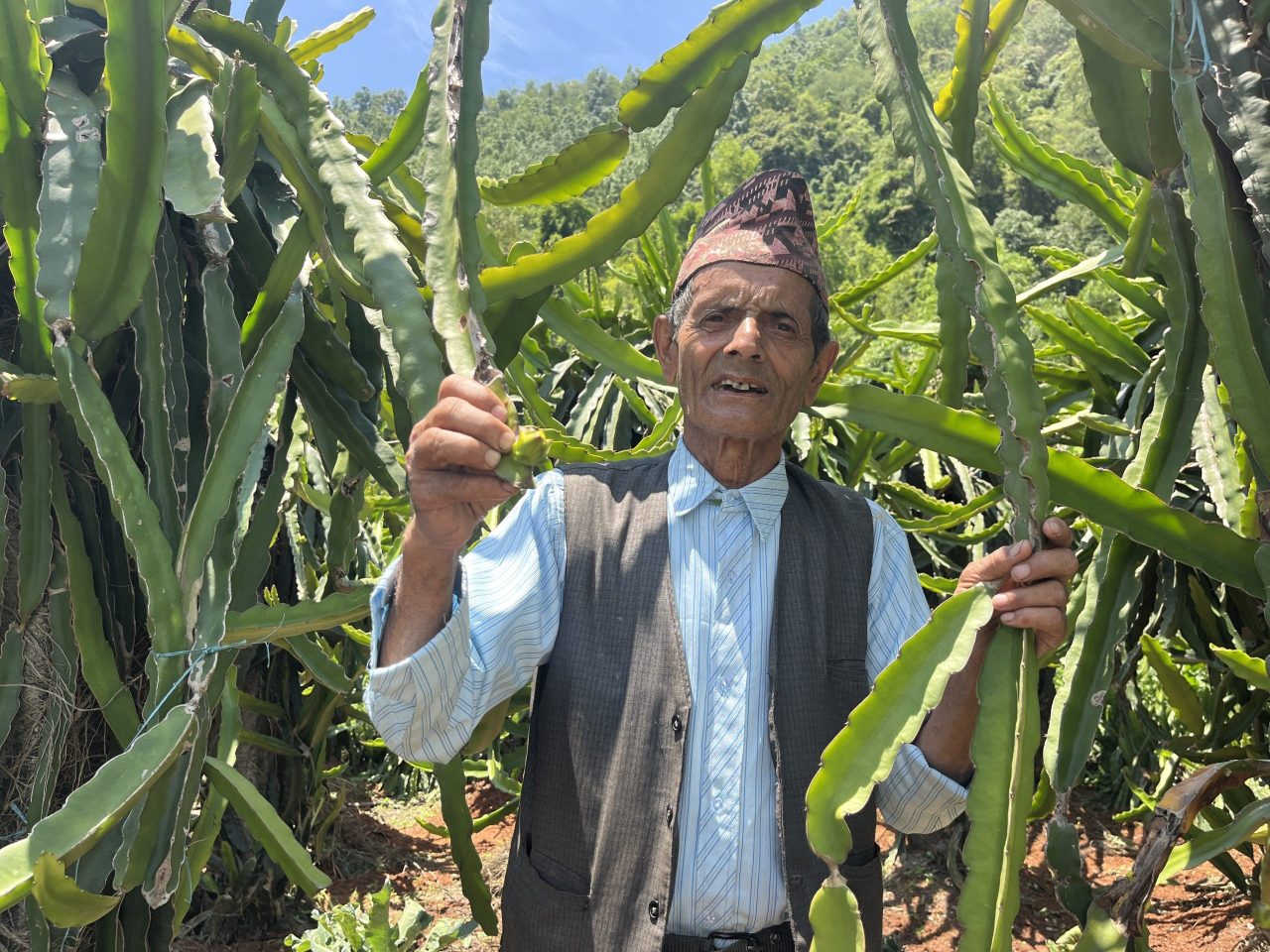 ७७ वर्षीय बालकृष्णको खेती मोहः ड्रागन फ्रुटबाट वार्षिक दश लाख आम्दानी गर्दै