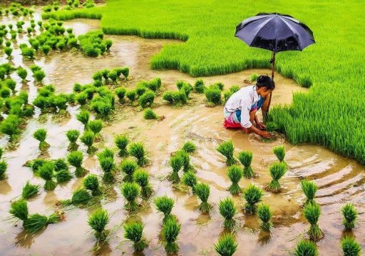आज धान दिवस र दही चिउराको सांस्कृतिक पर्व मनाइँदै