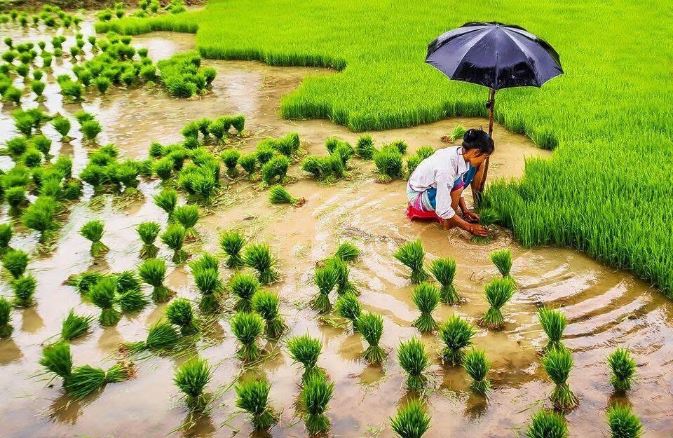 आज धान दिवस र दही चिउराको सांस्कृतिक पर्व मनाइँदै