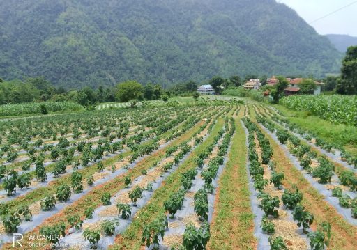 विदेशबाट फर्केर ३० रोपनीमा व्यावसायिक अकबरेखेती
