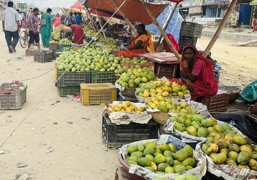 आँपको सुवासले मगमगाइरहको छ सिरहा, चिस्यान केन्द्र नहुँदा समस्या