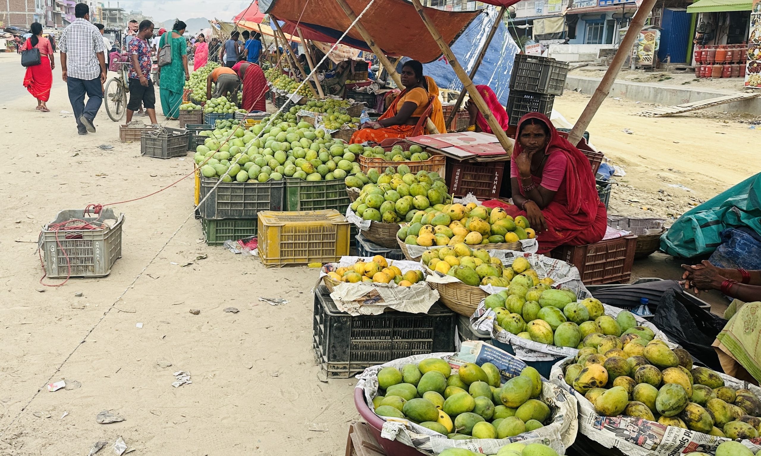 आँपको सुवासले मगमगाइरहको छ सिरहा, चिस्यान केन्द्र नहुँदा समस्या