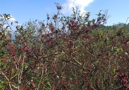कर्णालीको समृद्धिको आधार : जङ्गल र जडीबुटी