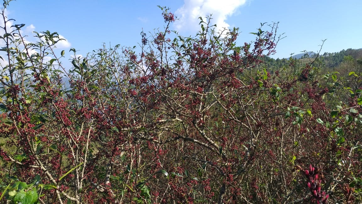 कर्णालीको समृद्धिको आधार : जङ्गल र जडीबुटी