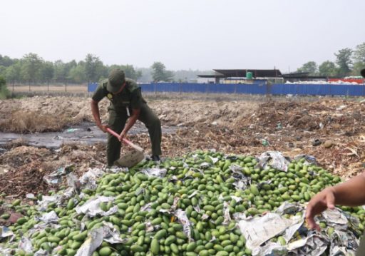 धनगढी उपमहानगरद्वारा विषादी प्रयोग गरिएका आँप नष्ट