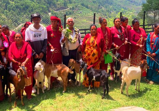 किसानका आयआर्जनमा सघाउन ‘बाख्रा उपहार’