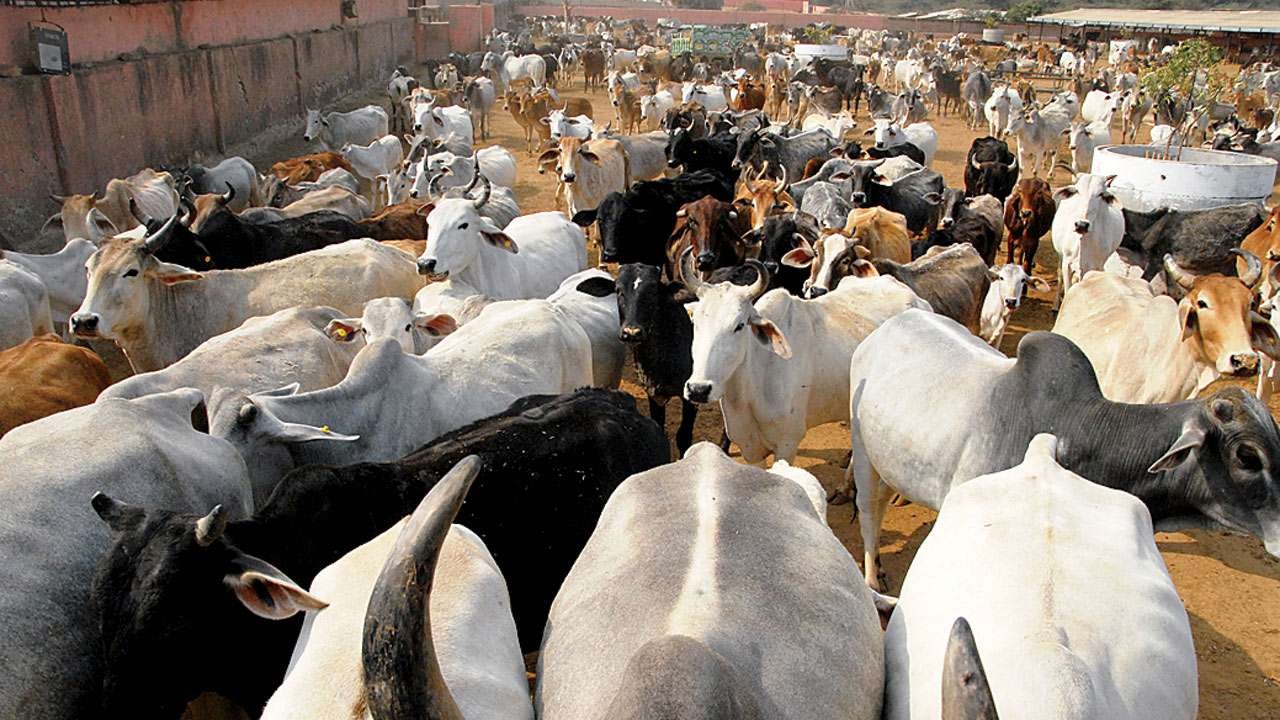 दरभङ्गा महाराजको नासो ‘निगौल गाई गौशाला’ लथालिङ्ग बन्दै
