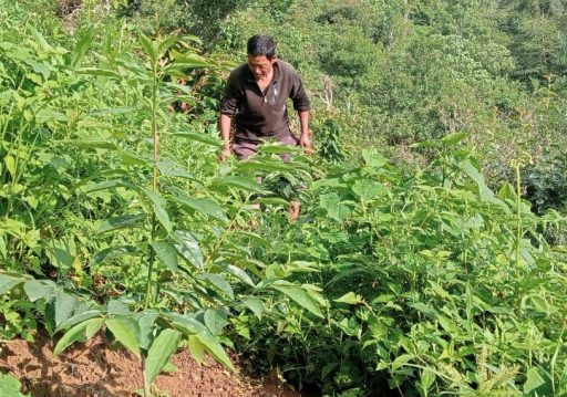हरित क्रान्तिमा तेह्रथुमका किसान