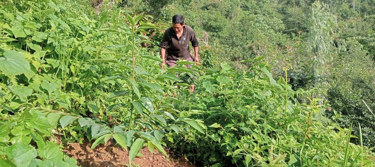 हरित क्रान्तिमा तेह्रथुमका किसान