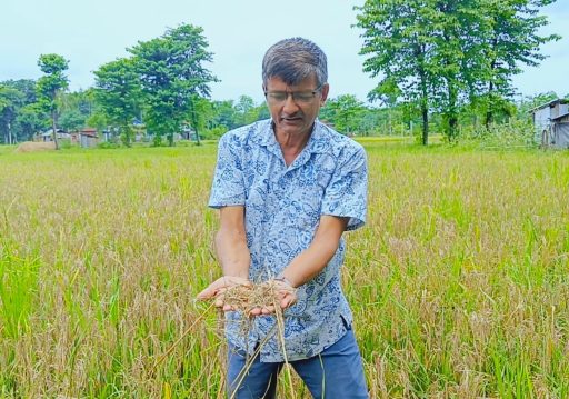 ‘नेक ब्लास्ट’ रोगले बोटमै सुक्यो धान