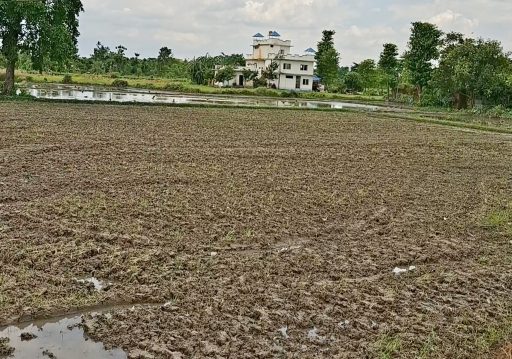 झापामा पर्याप्त वर्षा नहुँदा रोपाइँ प्रभावित