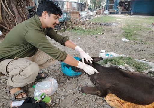 घाइते छाडा चौपायाको उद्धारमा विष्णु