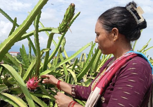कौसीमा ड्रागन फल खेती गरेर वार्षिक आठ लाख आम्दानी