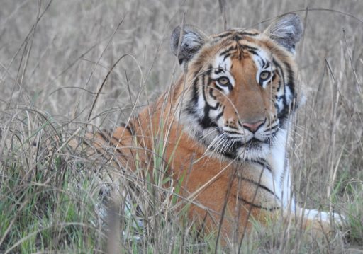 शुक्लाफाँटा निकुञ्ज पाटेबाघका लागि प्रख्यात