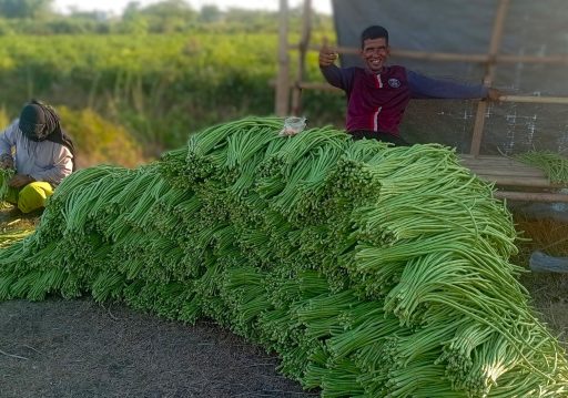 एउटै किसानले फलाउँछन् दैनिक ५०० केजी बोडी