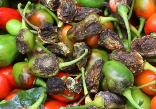 अकबरे खुर्सानीमा रोगको उच्च जोखिम : किसान समस्यामा