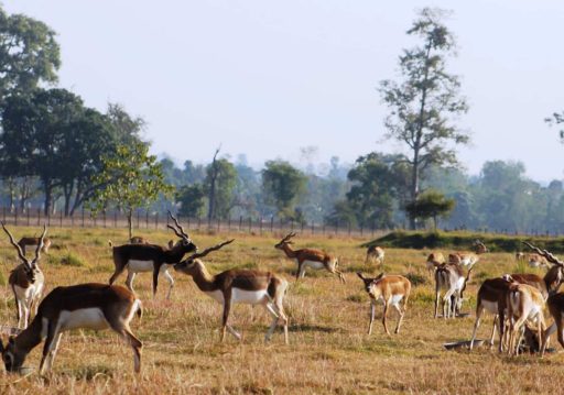 शुक्लाफाँटामा दुर्लभ वन्यजन्तु कृष्णसारको सङ्ख्यामा वृद्धि