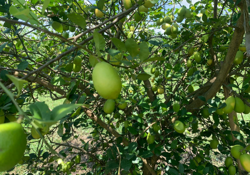 कागतीले उचित बजार नपाउँदा मारमा किसान