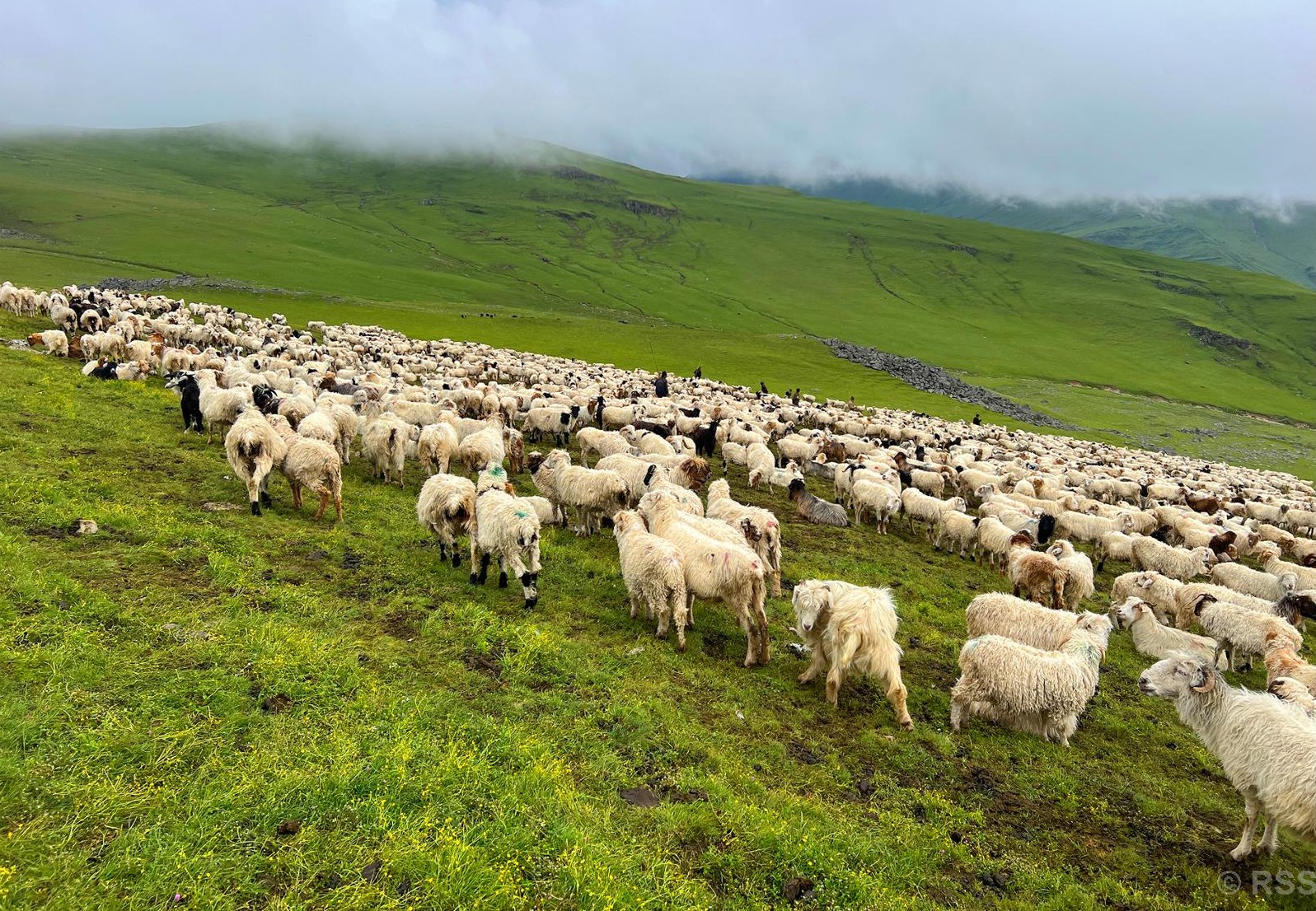 दसैँ सुरु भएसँगै बेसी झर्न थाले भेडीगोठ