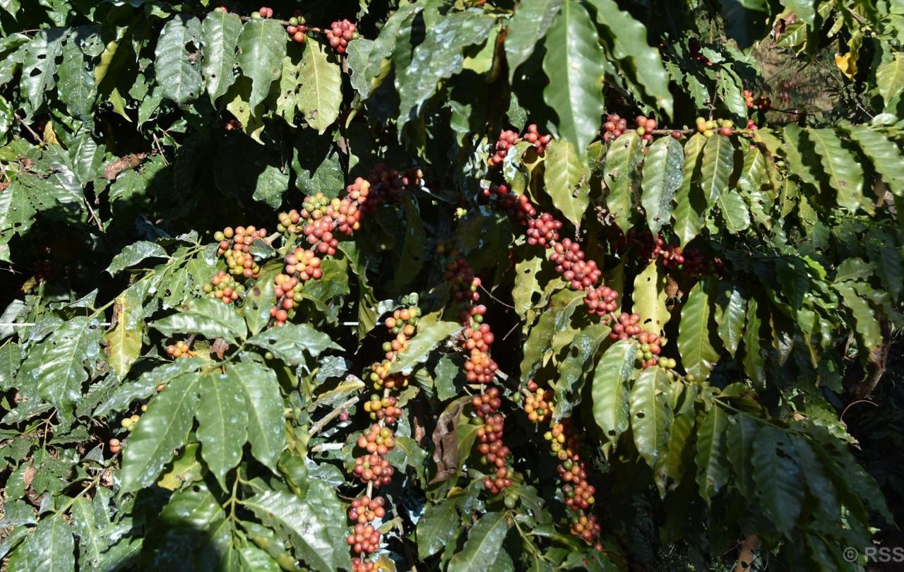 गुल्मीमा ३८ प्रकारका कफीको जातीय परीक्षण गरिँदै