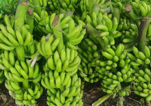 नेपाली केराले नै दसैँ, तिहार र छठ धान्ने, आयात नगर्न अनुरोध
