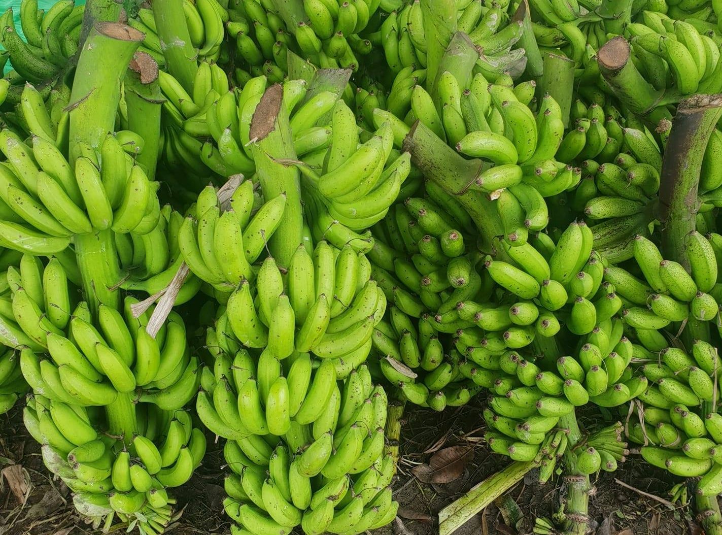 नेपाली केराले नै दसैँ, तिहार र छठ धान्ने, आयात नगर्न अनुरोध