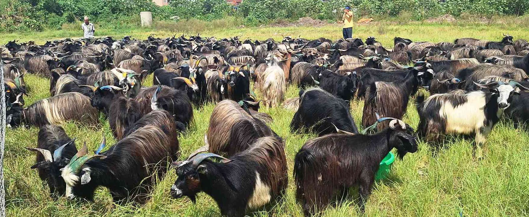 भक्तपुरमा दसैँका लागि च्याङ्ग्रा ल्याइयो