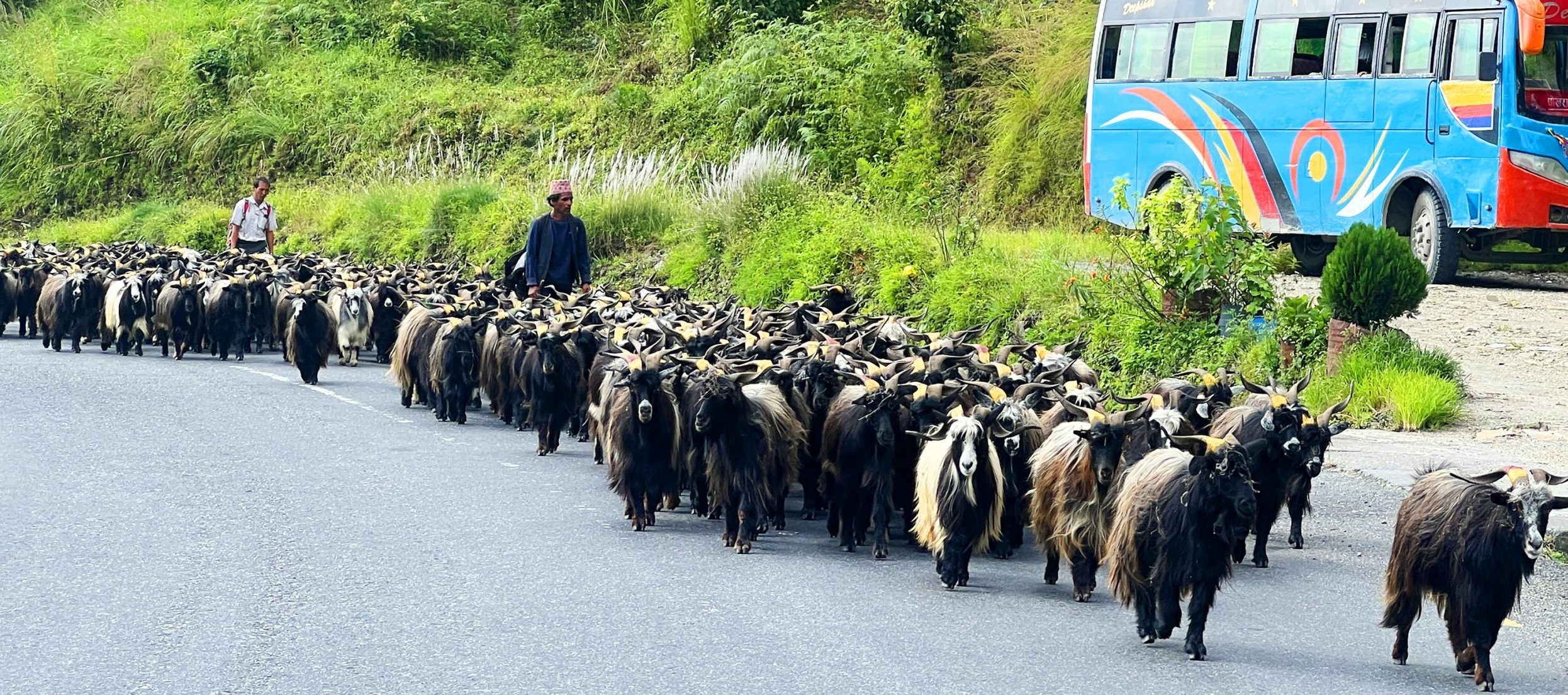 हिमाली च्याङ्ग्रा पहाड र तराईका मुख्य बजारमा