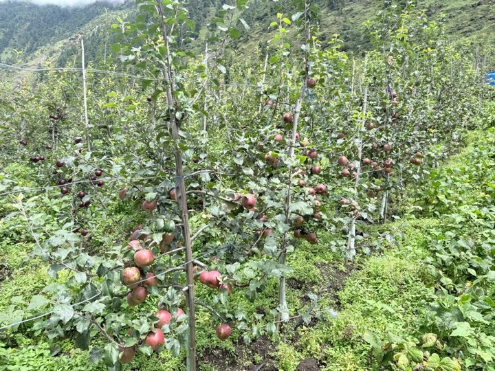 उत्तरी गोरखामा स्याउ टिप्न सुरु